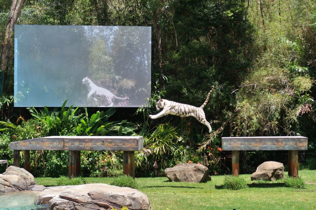 A white tiger jumping from one platform to the other at Dreamworld Theme Park