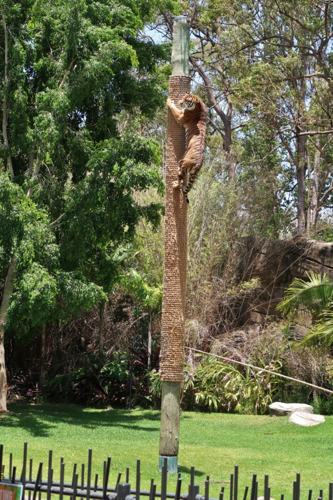 An orange tiger effortlessly climbing up a really tall pole at Dreamworld Theme Park