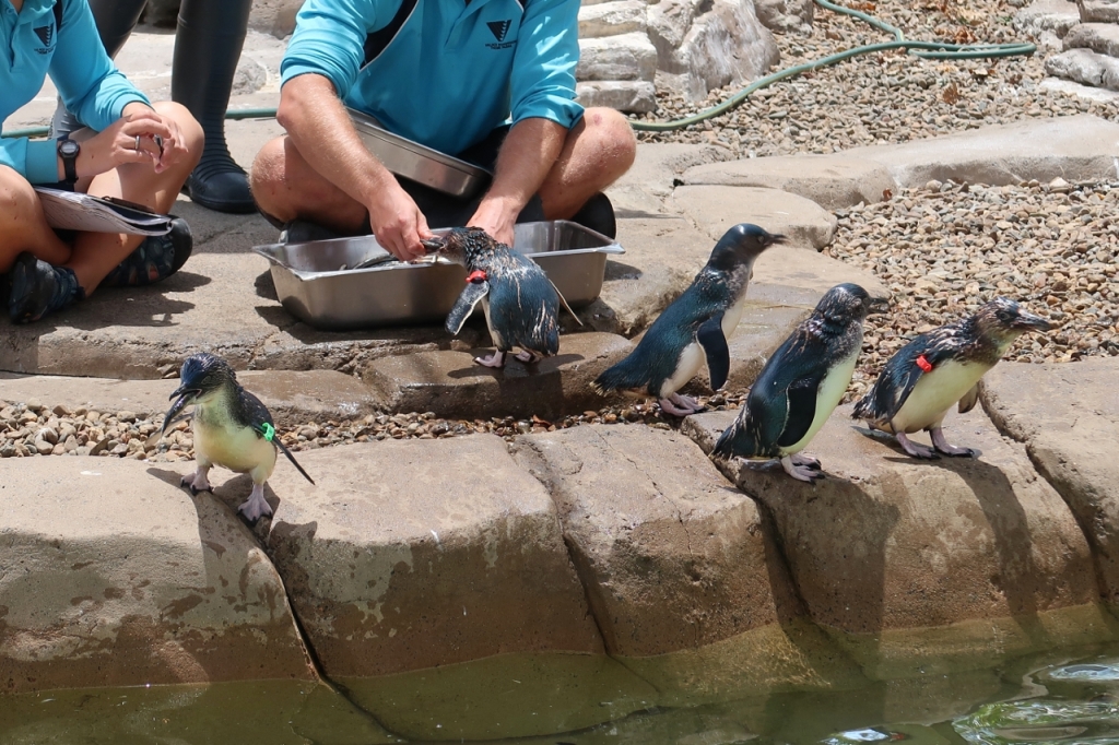 Trainers feeding little penguins during the Penguin Feeding Presentation at Sea World Marine Theme Park