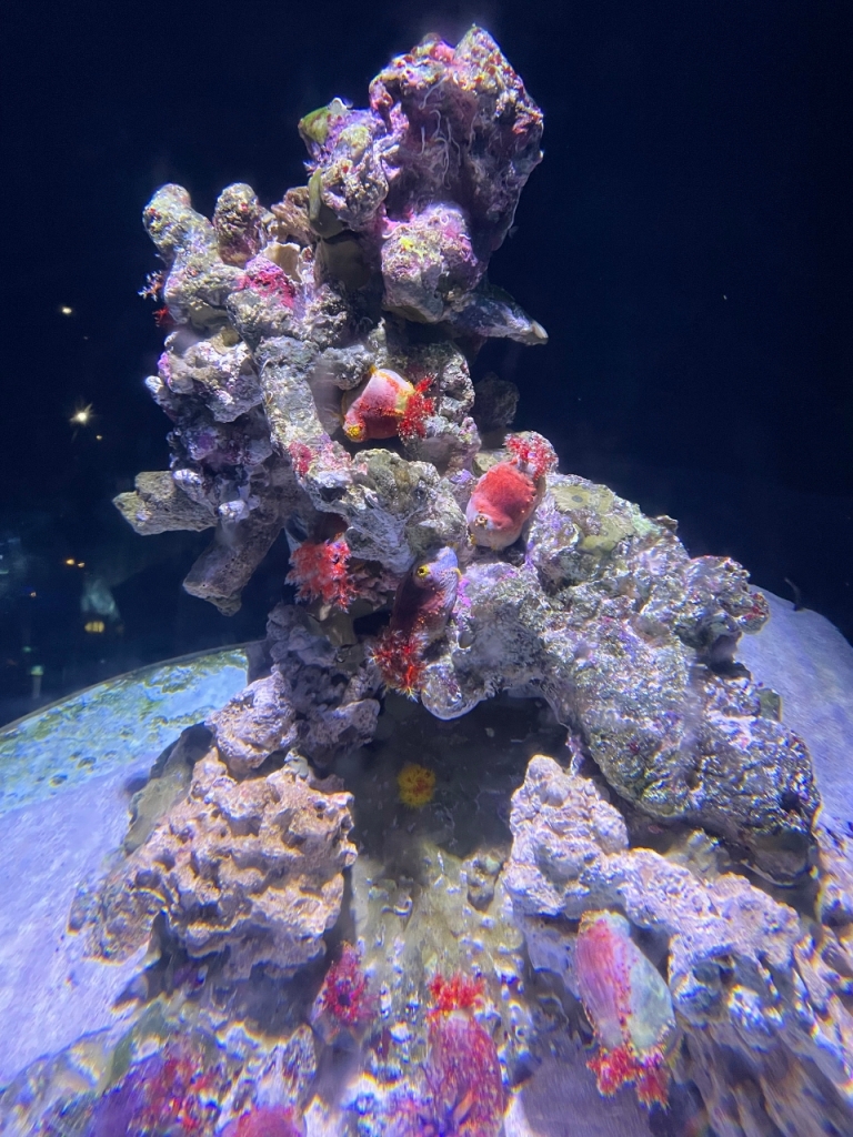 Sea apple cucumbers on coral reefs at S.E.A. Aquarium Resorts World Sentosa