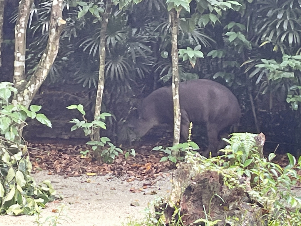 A Brazilian tapir relieving itself along the Amazon River Quest boat ride at River Safari/Wonders