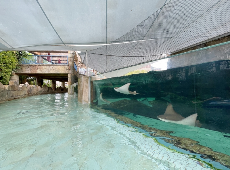 Rays swimming in an enclosure next to the Adventure River at Adventure Cove Waterpark theme park